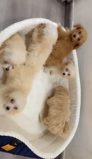 Adorable maltipoos