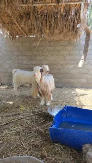أغنام للبيع الحمد لله حلال طيب فيه من الرحب
