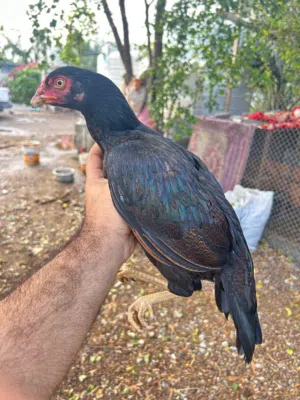 للبيع دجاج