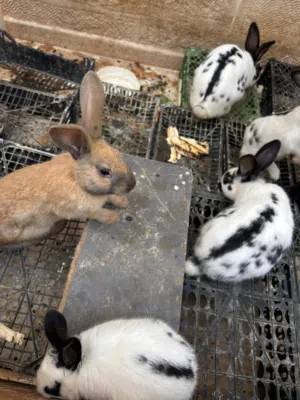 بالصلاة على النبي ارانب هجينه و الكمية متوفرة