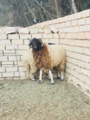 بسم الله الرحمن الرحيم موجود ( حولي ) و ( تني ) للبيع السعر ( ساوم )