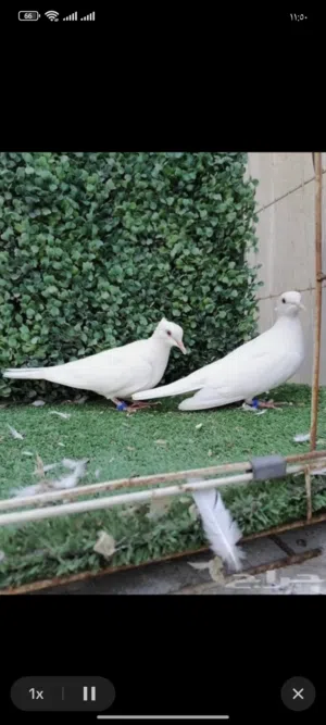 مطلوووب كريميات