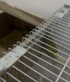 زوج طيور هند منتج