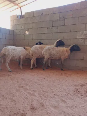 4 اربع نعاج بطولهم....