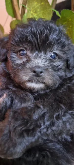 مالتيبو توي Maltipoo Toy