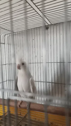 زوز نتايات كوكتيل مسوقرات