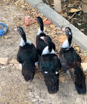 للبيع طيور بط