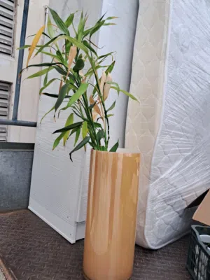 Indoor plant 5 BD