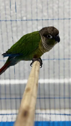 كنيور خد اخضر Green cheeked Conure