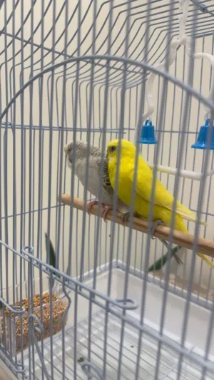 طيـــــــــــور