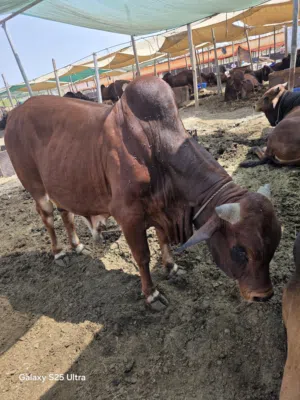 ثور سمين جدا