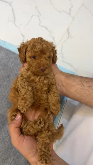 Pure Toy poodle 3 month full vaccination with all using things