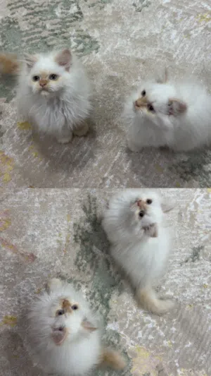 قط شيرازي للبيع