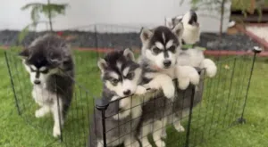 Pure Siberian husky New Born puppies  available