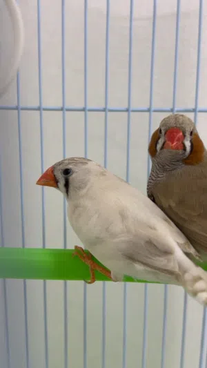 بغبغا زوج ذكر وأنثى