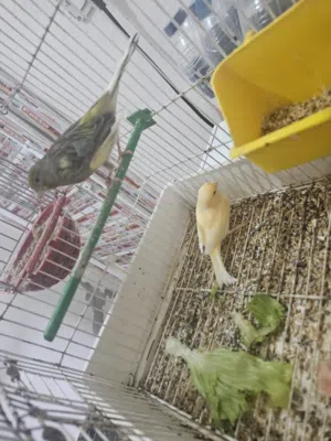 كوبيه ربي يبارك كانت امفرخه للبيع