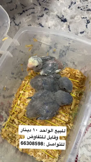 فروخ لاف بيرد