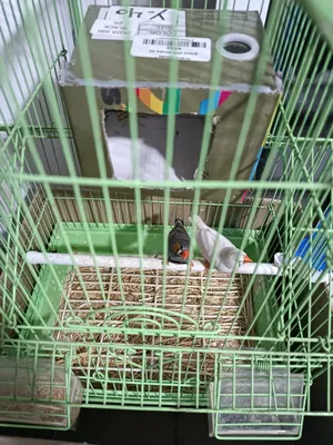 Birds4