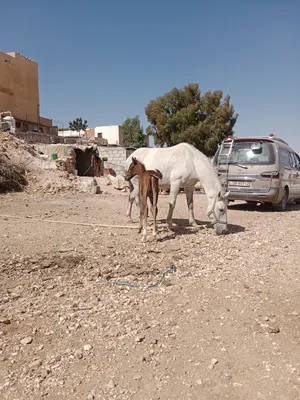 ‏خيل‏0