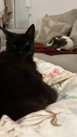 oreo and cookie looking for new homes