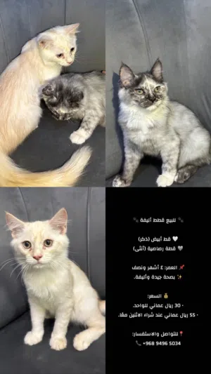 قطط شيرازيه للبيع