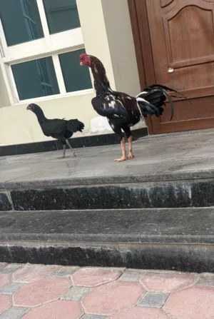 1 male aseel chick and 1 female aseel chick and 1 female normal chick: thailand and pakistani cross