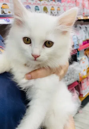 Turkish angora & Persian cat healthy and cute baby’s