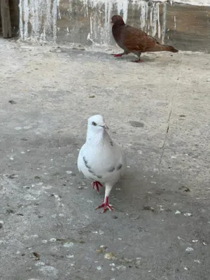 شقلباظ ابيض دم يمني