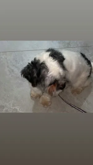 للبيع شتزو او للبدل