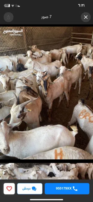 وصول دفعه جديدة من الحلال الصومالي المطعوم