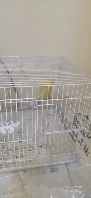 طير الحب Lovebird