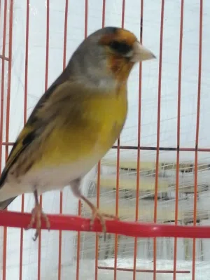 بندوق حسون حبه حلوه صحه ونضافه لغه حلوه موجود