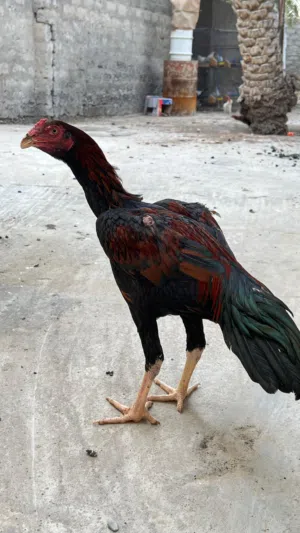 للبيع ديك بكستاني اصل