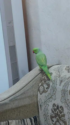 ببغاء دره هندي فحل