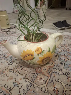 pot for plant