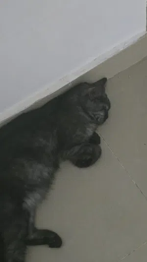 قطه صغيره للبيع شيرازيه
