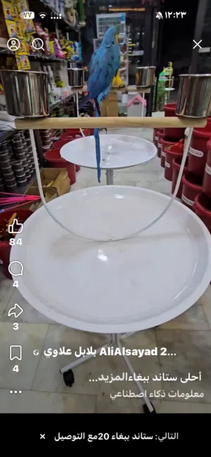 ستاند ببغاء جديد