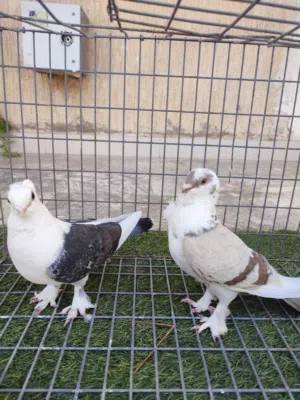 للبيع ما شاء الله تبارك الله كوب يا حمام مصري ما شاء الله تبارك الله بدون اي عيوب