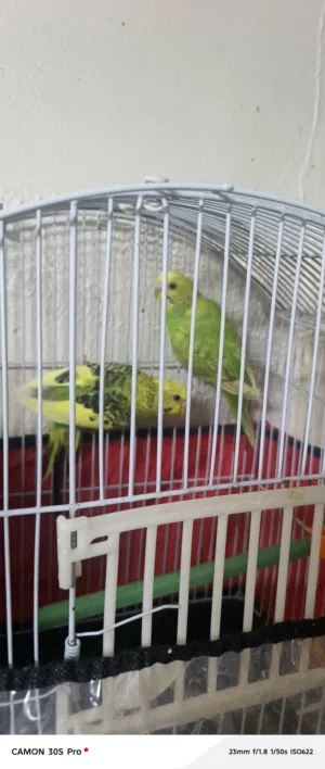 طيور حب  للبيع