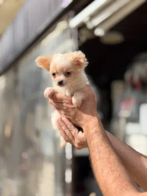 Female Chihuahua – 2.5 Months Old – Cute & Healthy