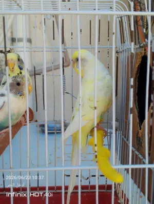 كوبيه بقلينوا