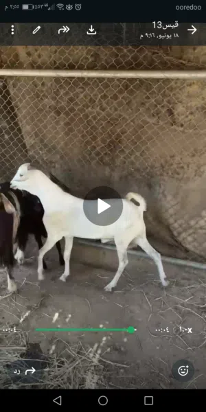 للبيع تيس صومالي تربية المزرعة