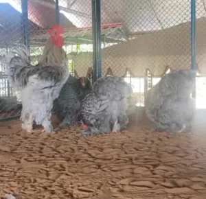 للبيع صيصان الكوشن العملاق... شاهد وصف الاعلان كامل