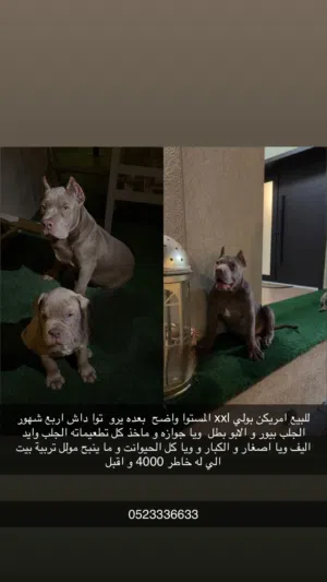 العمر اربع شهور الجلب مستوا ما تحصله و الابو بطل