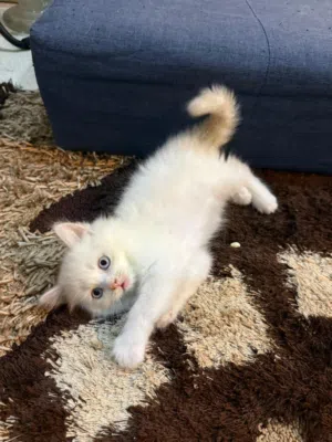 هيمالايا اورنج