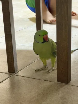 بغبغاء ذكر
