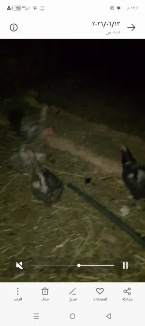 دجاج بلدي بياض