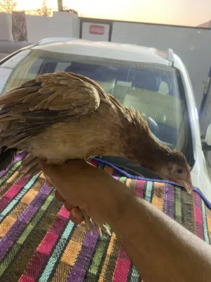 ديج ودجاجة عمر 3 اشهر