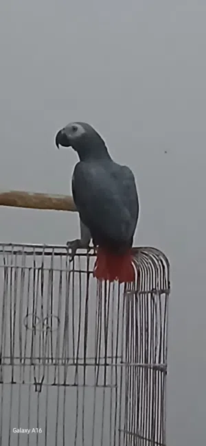 ببغاء زنجباري