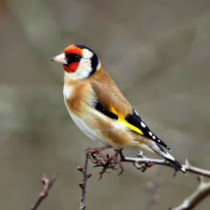 سليمان 